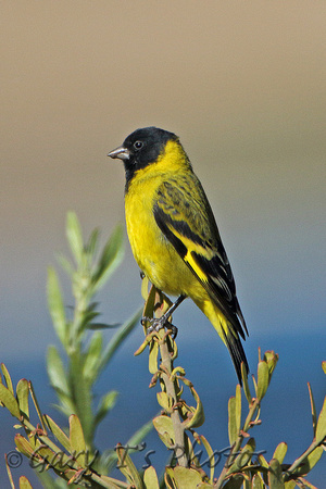 Hooded Siskin (Male)