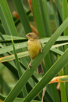 Grassland Yellow Finch (Female)