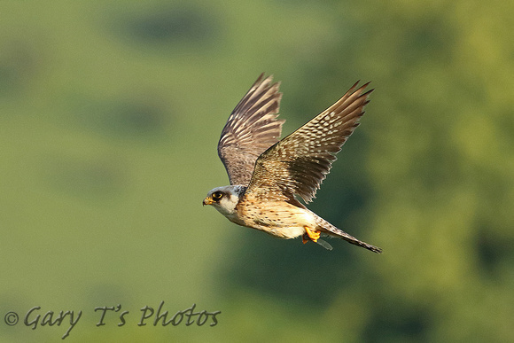 Red-footed Falcon (1st Summer Female)