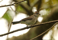 Pileated Finch