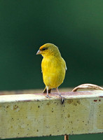 Orange-fronted Yellow-finch