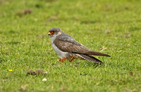Red-footed Falcon (1st Summer Male)