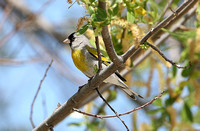 Lawrences Goldfinch (Male)