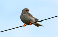 Red-footed Falcon (1st Summer Male)
