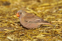 Trumpeter Finch (Male)