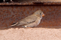 Trumpeter Finch (Female)