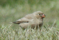 Trumpeter Finch (1st Summer Male)