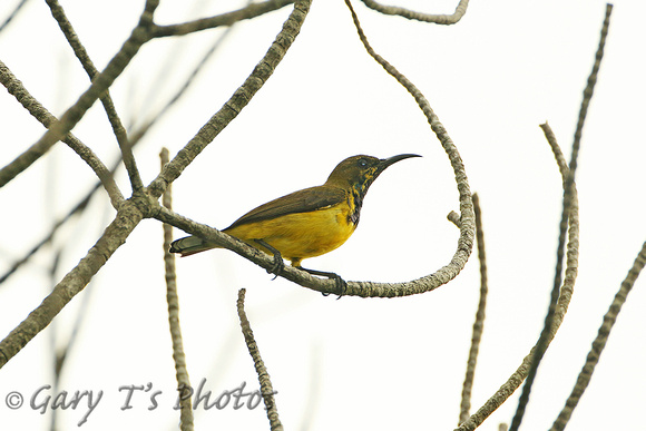 Brown-throated Sunbird (1st Summer Male)