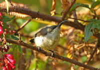 Long-billed Sunbird (Female)