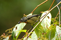 Fire-breasted Flowerpecker (Immature Male)