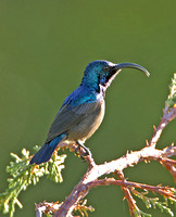 Long-billed Sunbird (Male)