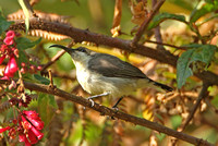Long-billed Sunbird