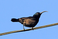 Long-billed Sunbird (Male)