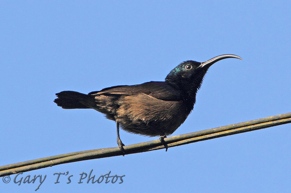 Long-billed Sunbird (Male)