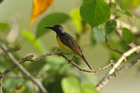 Brown-throated Sunbird (Male)
