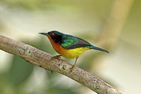 Ruby-cheeked Sunbird (Male)