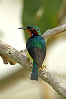Ruby-cheeked Sunbird (Male)