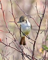 Brown-crested Flycathcher