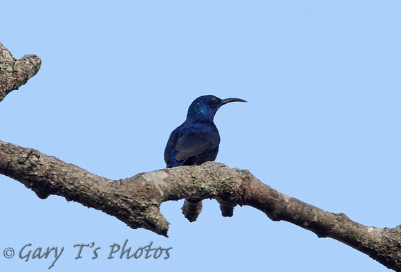 Purple Sunbird (Male)