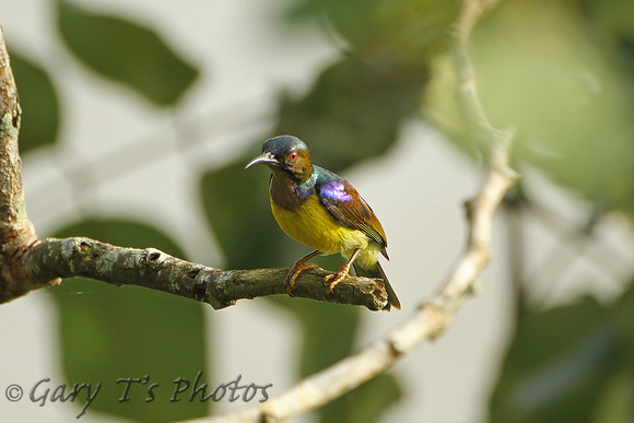 Brown-throated Sunbird (Male)