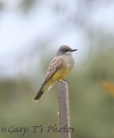 Cassins Kingbird