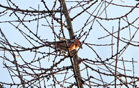 Two-barred Crossbill (Male)