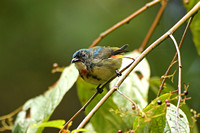 Fire-breasted Flowerpecker (Immature Male)