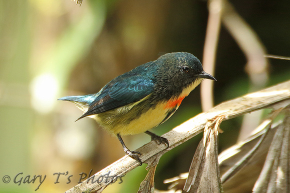 Fire-breasted Flowerpecker (Male)