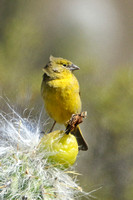 Greenish Yellow Finch (Female)