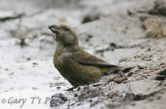 Common Crossbill (Female)