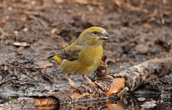 Common Crossbill (Female)