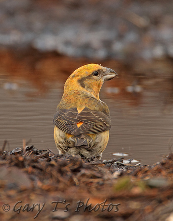 Common Crossbill (1st Winter Male)