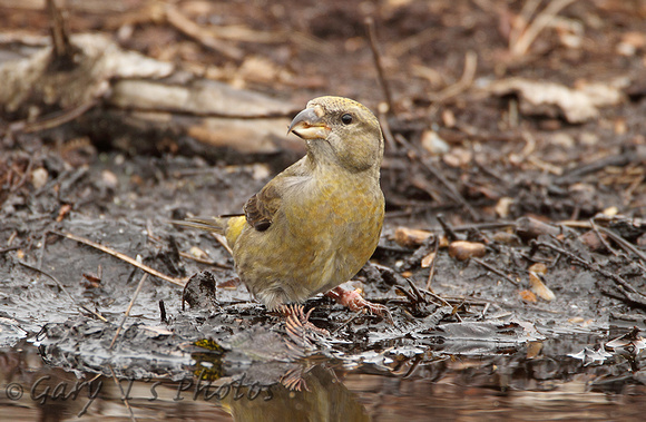 Common Crossbill (Female)