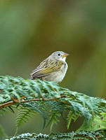 Wedge-tailed Grass-finch