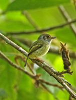 Eared Pygmy-tyrant (ssp. as yet undescribed)