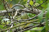 Eared Pygmy-tyrant (ssp. cinereicollis)
