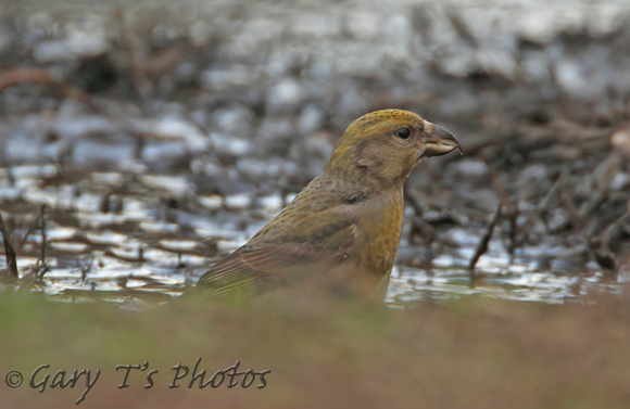 Common Crossbill (Female)