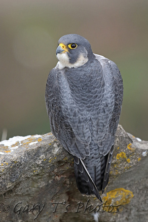 Peregrine Falcon (Male)