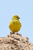 Puna Yellow-finch (Female)