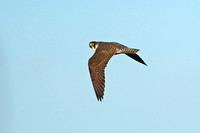 Peregrine Falcon (1st Winter)