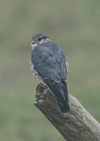 Merlin (Male)