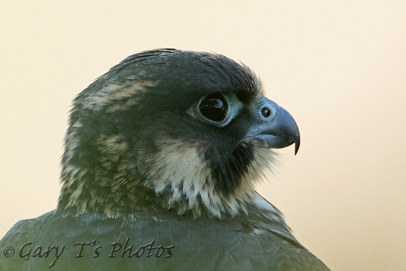 Peregrine Falcon (Juvenile Male)