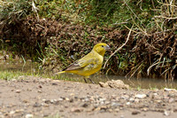 Puna Yellow-finch (Female)