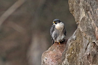 Peregrine Falcon (Female)