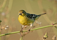Lesser Goldfinch (Female)