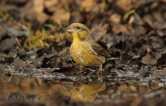 Common Crossbill (1st Winter Male)