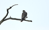 Peregrine Falcon (Juvenile Female)