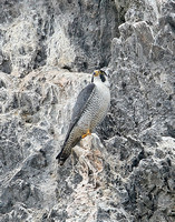Peregrine Falcon (Adult)