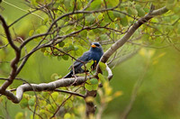 Blue Finch (Male)