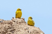 Puna Yellow-finch (Pair)